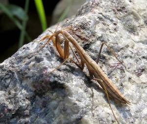 カマキリ