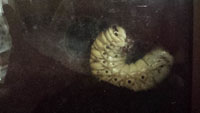 ヘラクレスオオカブトの幼虫